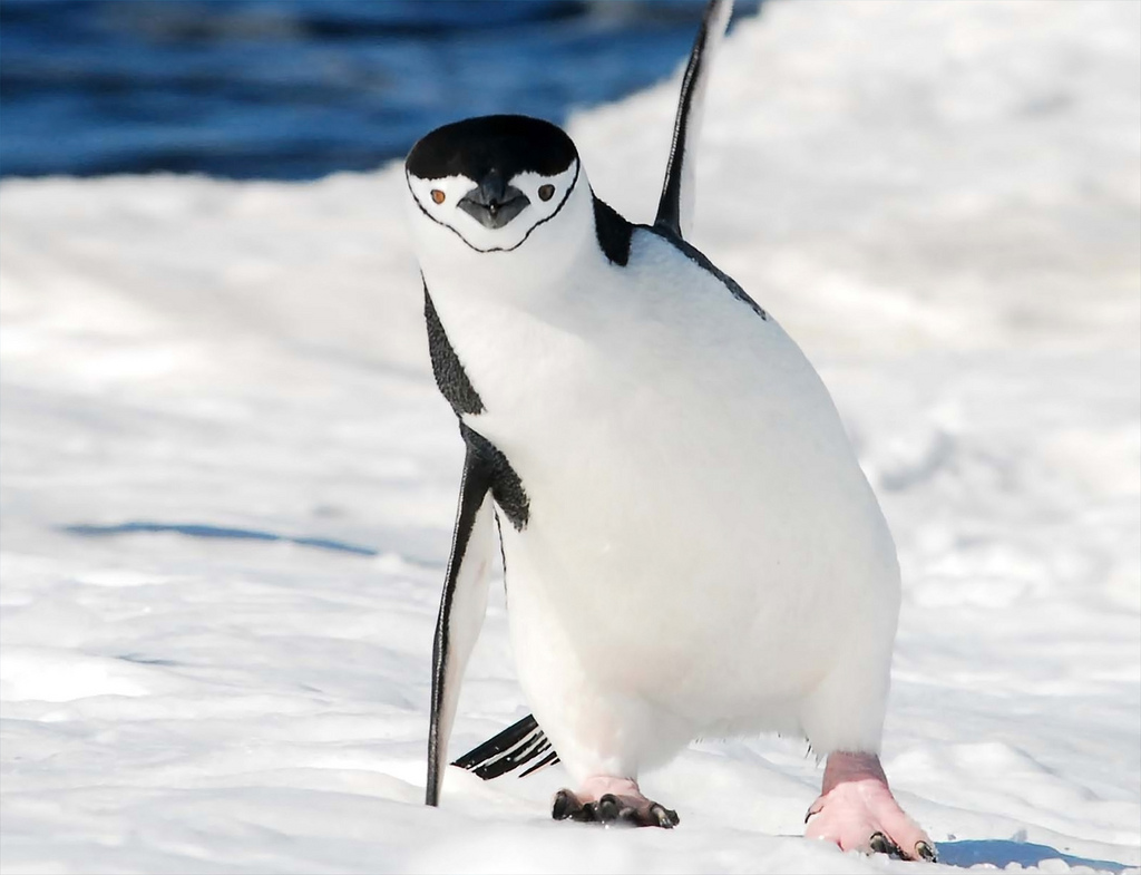 Tu primer tema Pinguino